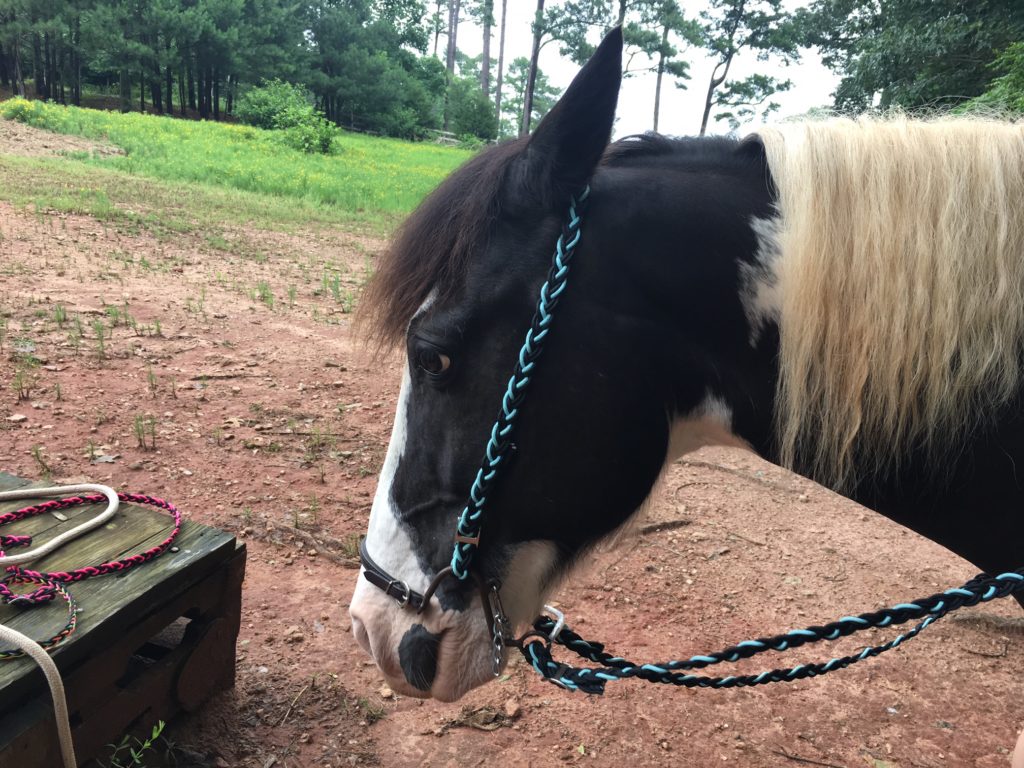 How to Make an Easy DIY Bridle for Your Horse The Broke Horseman